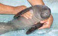 /album/fotogaleria/manati-3-jpg1/